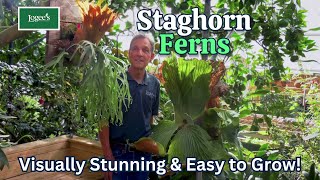 Staghorn Ferns  Visually stunning and easy to grow [upl. by Lainey489]