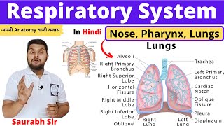 Respiratory systemLungsTracheaLarynxNosefor NursingNeetPharmacy students [upl. by Garfinkel]