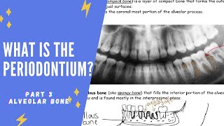 What is the periodontium Part 3  Periodontal Ligament Fibers Cementum amp Alveolar Bone [upl. by Harv]