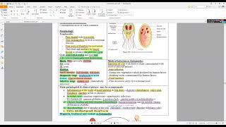 13 Giardia lamblia [upl. by Notnirb]