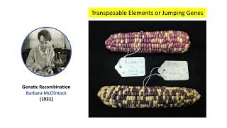 Barbara McClintock and the Jumping Genes 👩🏼‍🔬🌽🧬 [upl. by Anitap548]