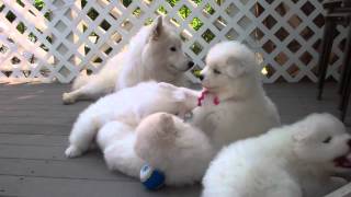 Samoyed puppies 37 Days old  quotmannersquot [upl. by Deden]