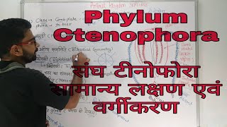 Phylum Ctenophora in Hindi  संघ टीनोफोरा  Ctenophora Common Characters and Classifications [upl. by Katey]