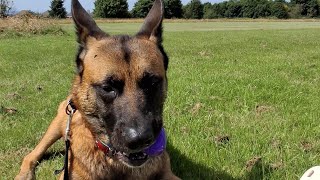 Giant Malinois Dog enjoys game of ball and rolly polys [upl. by Yraeg498]