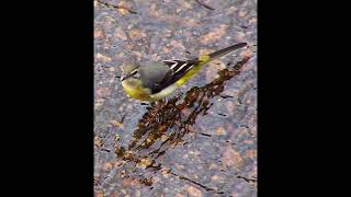 Grey Wagtail Bird Call [upl. by Navaj320]