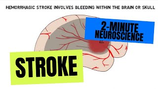 2Minute Neuroscience Stroke [upl. by Ahcire]