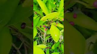 Ardisia elliptica youtubeshorts youtube plants medical health value vlog nature [upl. by Eniaral]