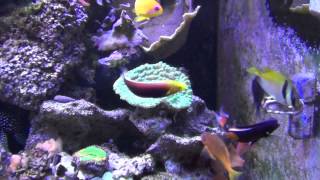 Achilles Tang Dominates Feeding Time  HD [upl. by Nylaj258]