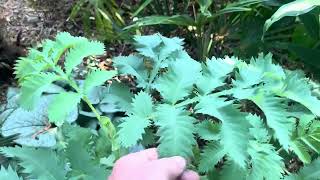 Garden Tour September 2024  Part 1 [upl. by Ganley295]