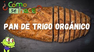 Pan de trigo orgánico ¿Cómo se hace [upl. by Germayne]