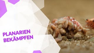 Planarien im Aquarium bekämpfen mit oder ohne Chemie so wirst du die Schädlinge schnell wieder los [upl. by Goraud]