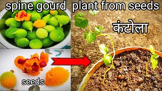 How to grow spine gourd from seeds  kantola ya kankoda ko kaise seeds se ugae  कंटोला सीड्स [upl. by Parish]