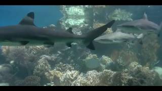 RiffHaie Aquarium Reef Sharks video RiffHaie im Nouméa Lagoon Aquarium New Caledonia [upl. by Franci145]