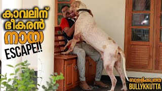 BullyKutta വീട്ടിൽ വളർത്താമോ  Vickies Greeny [upl. by Neyud615]