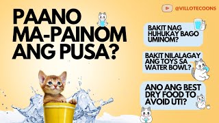 Get Your Cat to DRINK MORE WATER with These Easy Tips 🐱🥤 [upl. by Nednarb]