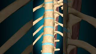 Spinalis thoracis muscle action Vertebral column Extension muscle anatomy [upl. by Otineb]