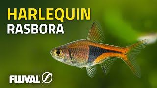 Species Spotlight  Harlequin Rasbora [upl. by Yrellih425]