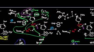 Biochemistry  Mammalian Cytochrome c Oxidase Mechanism [upl. by Aniara]