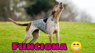 🐶 Sonidos para Perros para que Aullen 🐕 GARANTIZADO Haz que tu Perrito Aulle [upl. by Nowell]