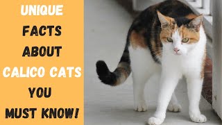 Why Calico Cats Are So SPECIAL and UNIQUE [upl. by Renner593]