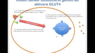 Blodsockret regleras av insulin och glukagon [upl. by Loggia]