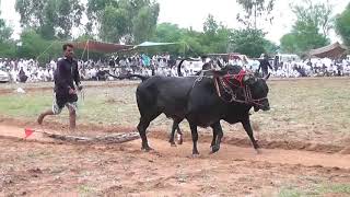 Bull Race Jhelum Akhara dhok padhal  part 3 [upl. by Dianna]