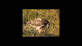 Must Watch birds animals hunts nature wildlife amazing shorts youtubeshorts [upl. by Peppel250]