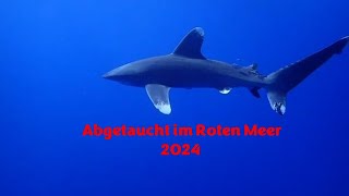 Abgetaucht im Roten Meer  Ägypten 2024 [upl. by Norine763]