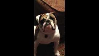 Bulldog Afraid of Dog Whisperer [upl. by Daza]