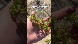 Native plant to the USA Artemisia campestris [upl. by Llednahc]