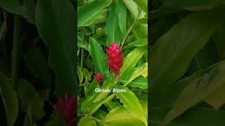 Alpinia purpurea jahemerah tanamanrimpang ensiklopediatanaman botanical [upl. by Nhoj]