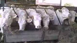 Charolais Cattle Eating Silage [upl. by Rennold]