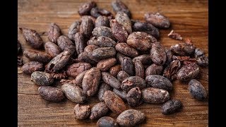 Proceso de Cosecha y Beneficio del Cacao  TvAgro por Juan Gonzalo Angel [upl. by Todd]