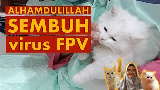 Cara Mengobati Kucing Yang Terkena Virus  Obat Kucing Virus PanleukopeniaAwas‼️Virus Mematikan [upl. by Brosine11]