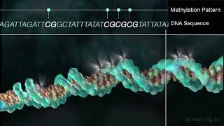 DNA methylation [upl. by Kaylil41]