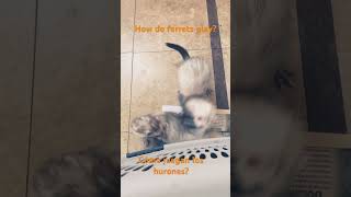 How do ferrets play ferrets  funny huronespets exotic comojueganloshurones amor love [upl. by Cowles]