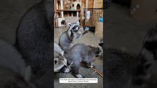 This man rescued five wandering raccoons and gave them a warm home animalshorts shortvideo [upl. by Sivrahc]