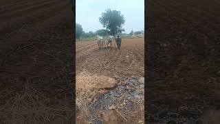 telugu dj kannada cow bullsworking folkdj farming bullworking song love [upl. by Eidahs]