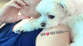 말티즈 엄마로 산다는 것 말 많은 5살 강아지 엄마껌딱지 maltese duzzi dog 두찌 껌딱지강아지 [upl. by Tamma]