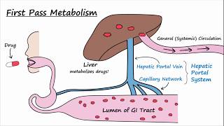 Bioavailability and First Pass Metabolism [upl. by Cline]