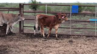 4 Brahman amp Brahman Cross Heifers 1006  Cattle for sale [upl. by Lenej]