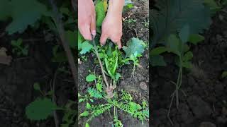 Satisfying Work youtubeshorts agriculture farming shorts [upl. by Atiniv988]