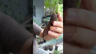 Repotting tanaman Operculicarya pachypus apabila berminat bisa hub081391373839 [upl. by Jeuz]