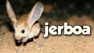 JERBOA [upl. by Bailie]