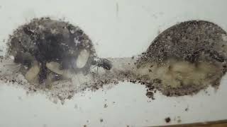 Lasius fuliginosus update de kolonie groeit [upl. by Lenuahs]