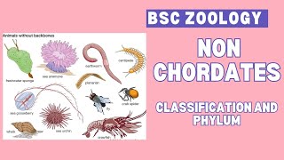 Non chordates  classification and phylum  Bsc  zoology 🪱🐛🐚🦀🦞🦐 🐌 🦋 [upl. by Jadd303]