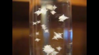 Ammonium Chloride Crystallization [upl. by Gasser]