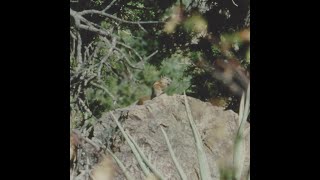 Panamint Chipmunk A Sky Island Species [upl. by Aronoh678]