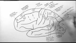 Brain Anatomy 2  Functional Cortical Anatomy Lateral Surface [upl. by Itram]