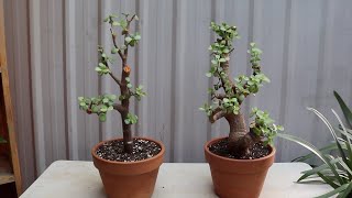 2 sibling Jade portulaca afra prebonsai get repotted [upl. by Frame426]